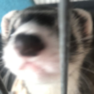 Meet your Posher, Jolie